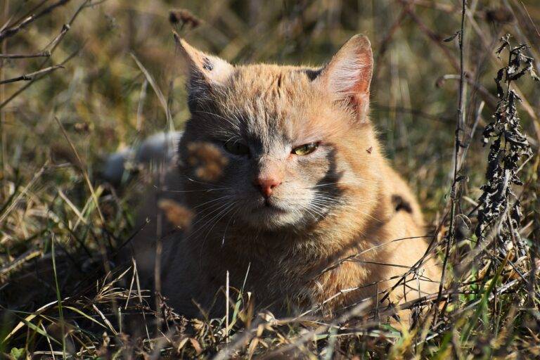 Choosing the Right Roofing Contractor